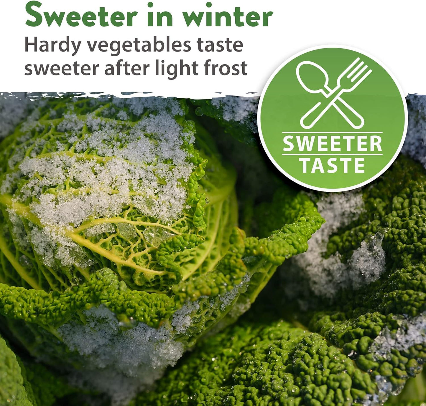 HOME GROWN 12 Winter Vegetable Seeds ๐ก๐ข๐ก-๐๐ ๐ข Heirloom,Fall & Winter Vegetable Seeds for Planting Home Garden: Bean, Beet, Broccoli, Cabbage, Carrot, Cauliflower, Kale,Parsnip,Squash,Chard & More