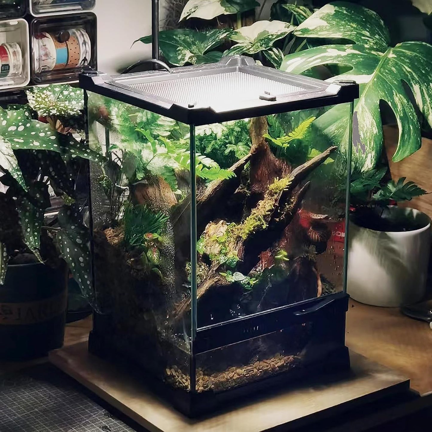 Woyrise Reptile Glass Terrarium Tank 8"x8"x12", Front & Top Opening Door Full View Visually Appealing Mini Reptile or Amphibians Habitat, Stackable Vertical Enclousure for Small Reptiles