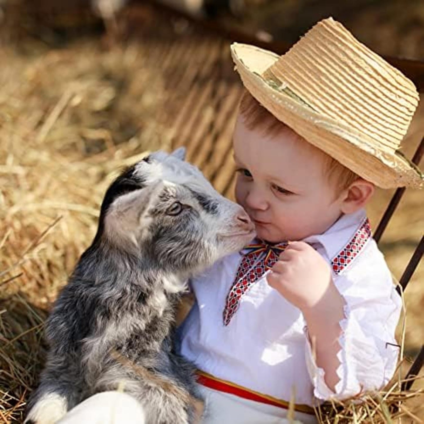 Blue Mountain Hay | Fresh Organic Oat Hay (24 Ounce) | Good for Sensitive Digestion | High-Altitude Hay Pet Food for Rabbits, Guinea Pigs, Chinchillas, Hamsters, and Other Small Pets