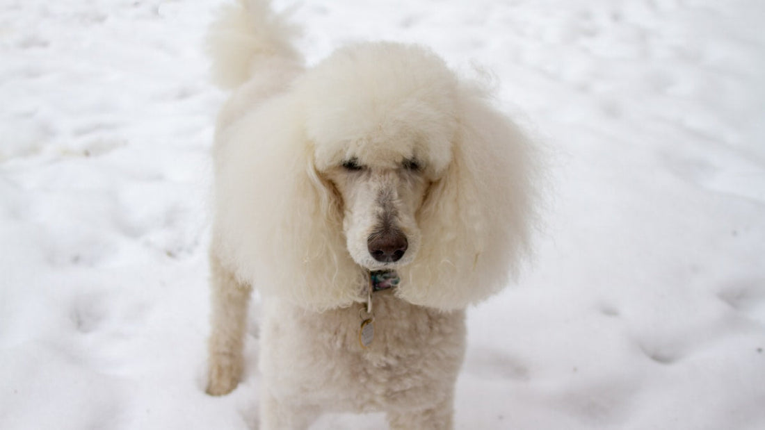 Dog Coat Types and Grooming: Care Guide for Every Breed