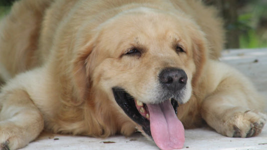 Dog Exercise Guide: Meeting Your Dogs Physical Activity Needs