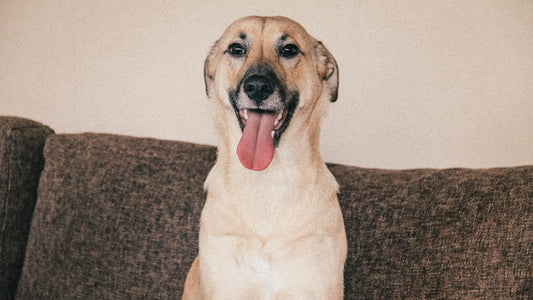 Dog Seasonal Allergies: Symptoms and Treatment Options