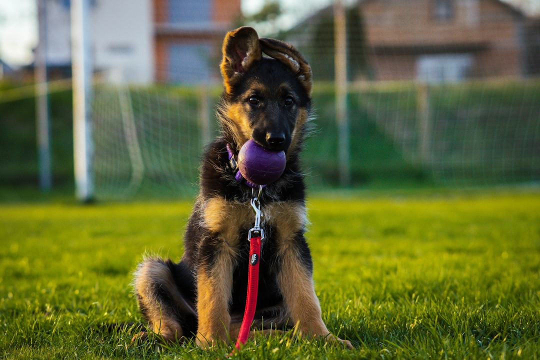 Complete Puppy Training Guide: From House Training to Basic Commands