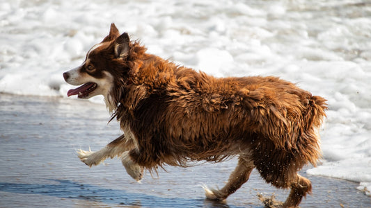 Dog Swimming Safety: Teaching Your Dog to Swim Safely