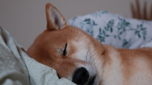 Dog Sleeping Habits: Understanding Your Dogs Sleep Patterns