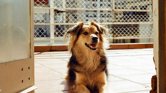 Dog-Proofing Your Home: Safety Tips for New Pet Parents