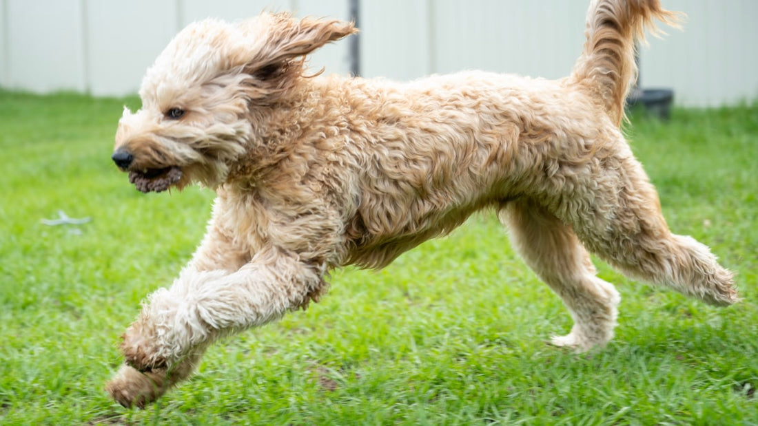 Complete Guide to Dog Breeds: Choosing the Perfect Dog for Your Lifestyle