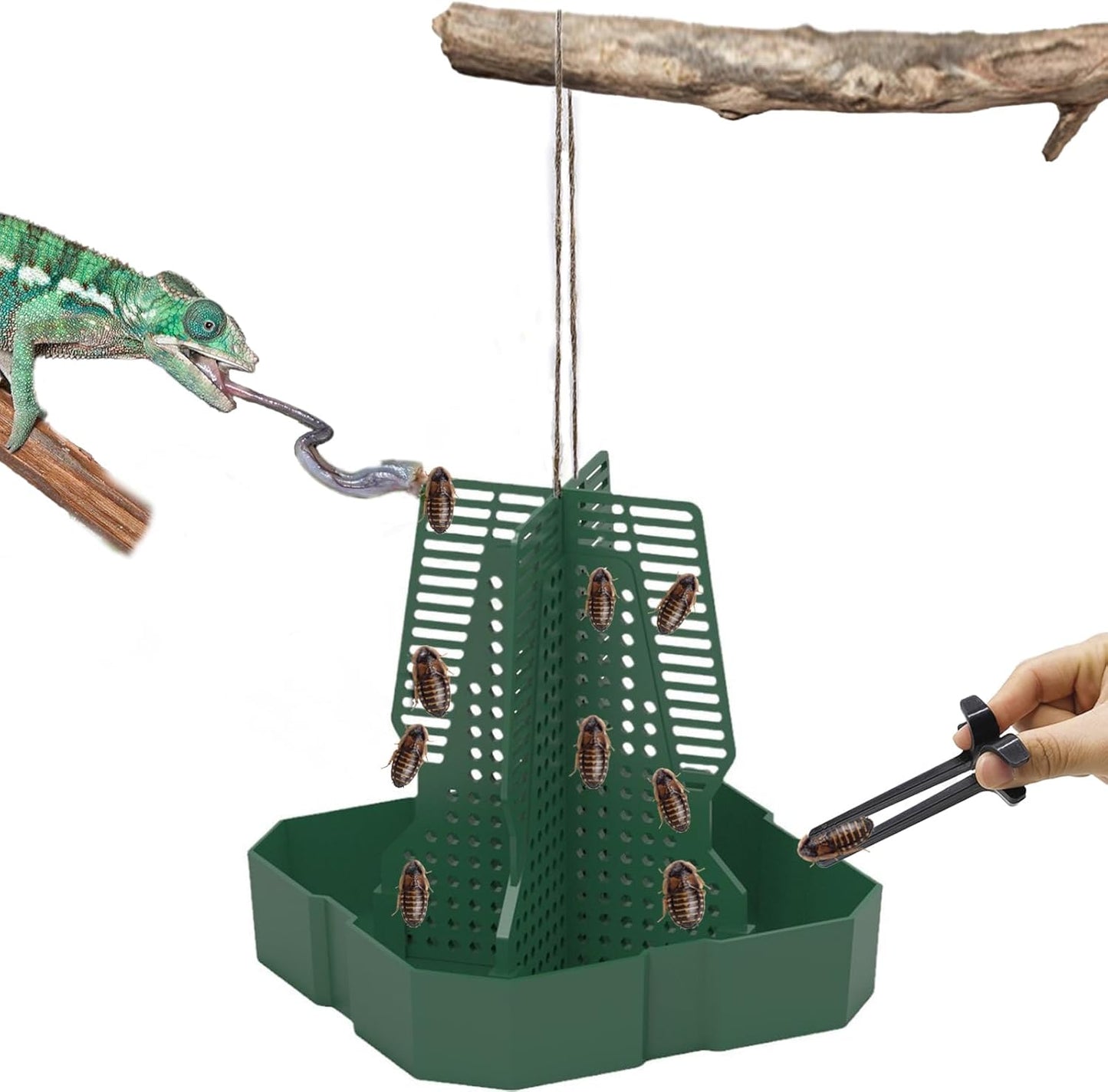 Chameleon Feeder Bearded Dragon Feeder for Mounted Insect with Rope and Tweezers, Tank and Aquarium Accessories for Lizard, Bearded Dragon, Gecko, Frog（Large）