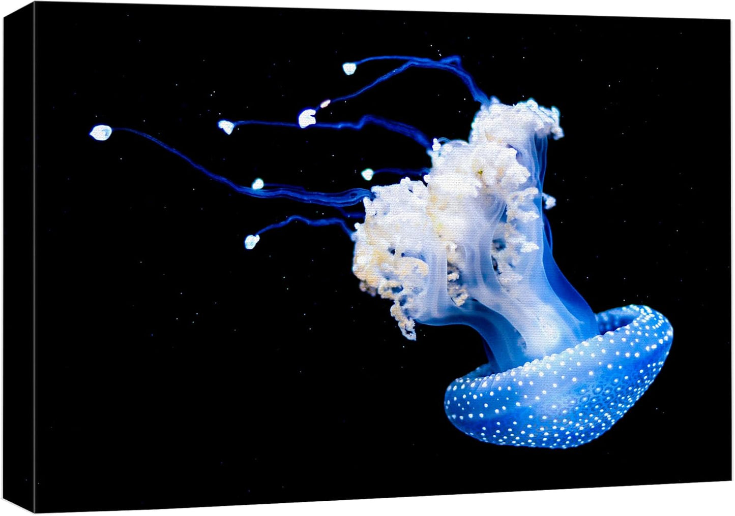 wall26 Canvas Print Wall Art Mystic Fantasy Tropical Blue X-Ray Jellyfish Nature Animals Photography Realism Rustic Scenic Landscape Wilderness Colorful for Living Room, Bedroom, Office - 16"x24"