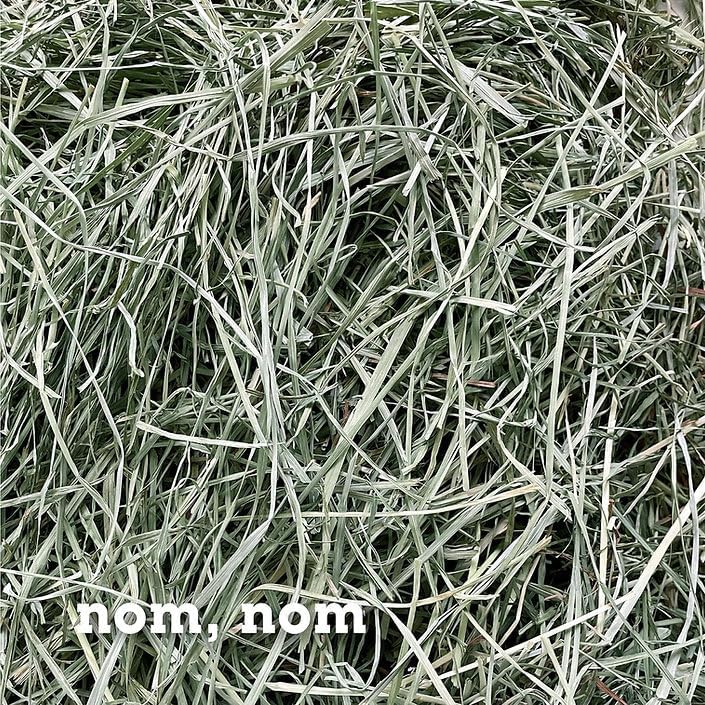 Bunny Honey Orchard Grass Hay for Guinea Pigs, Rabbits, Hamsters & Small Pets Fresh, High-Fiber, Supports Digestive Health & Dental Care, Non-Blended & Fresh Cut