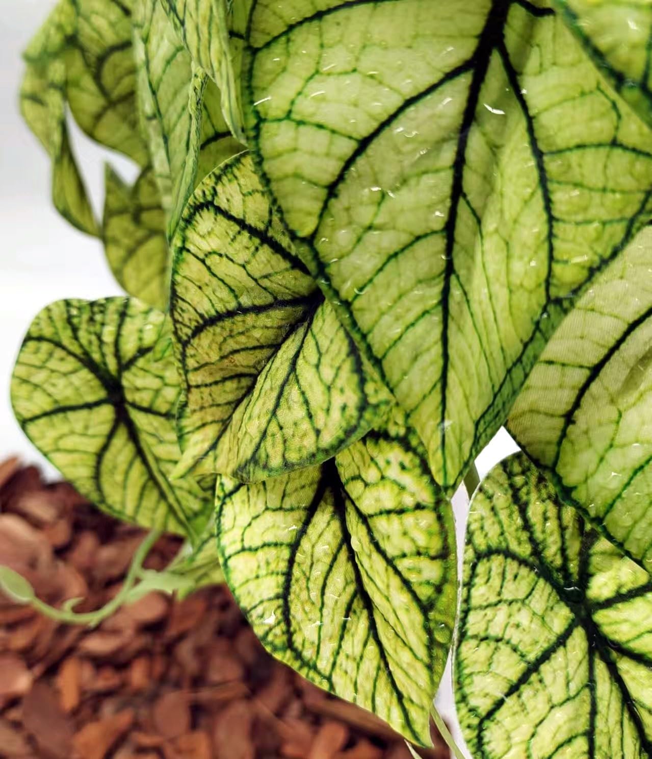 Reptile Plants for Terrarium Decor, Amphibian Habitat Decor, Reptile Tank Accessories, Artificial Hanging Plants with Suction Cup-2 Packs (Green Arrowhead)