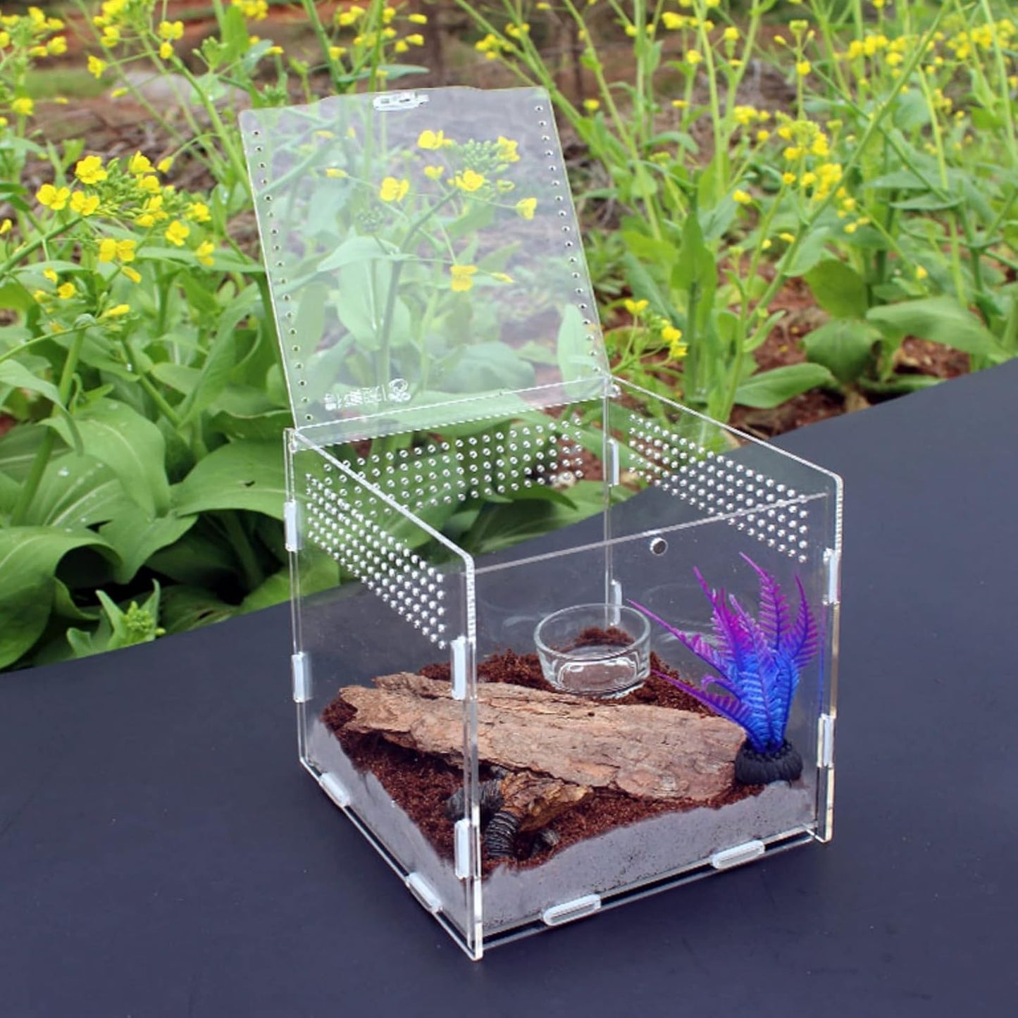 Magnetic Acrylic Case, micro habitat small Tarantula Enclosure enclosure for arboreal Tarantula Scorpion Sling Lizards Mantis Snake Gecko jumping spider snail Insect Isopods (3.5*3.5*3.7inch)