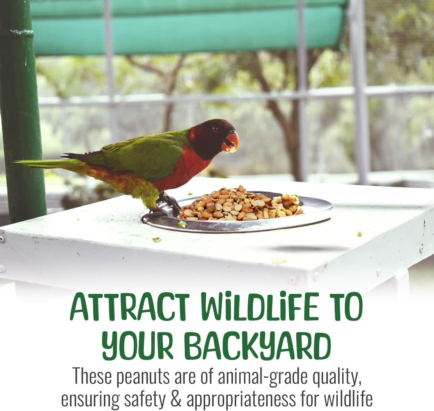 Premium Quality Raw Out of Shell Peanuts - 8 Pound - Shelled Peanuts for Birds – Wildlife Quality - Food for Squirrels, Deer, Birds, and Other Wildlife Animals – Grown in The USA