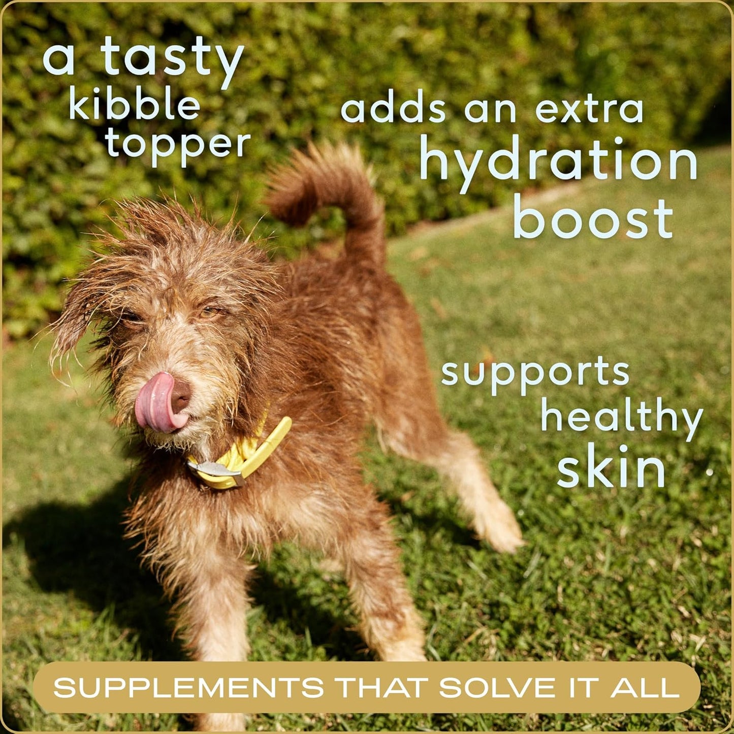 Native Pet Bone Broth for Dogs and Cats - Turkey Bone Broth Powder Dog Food Toppers for Picky Eaters - Provides Extra Nutrition for Joint Strength, Immune Support & Heart Health - 96 Scoops