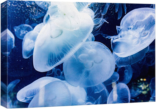 wall26 Canvas Print Wall Art Translucent X-Ray Tropical Ocean Jellyfish Nature Animals Photography Realism Rustic Scenic Landscape Wilderness Earth for Living Room, Bedroom, Office - 12"x18"