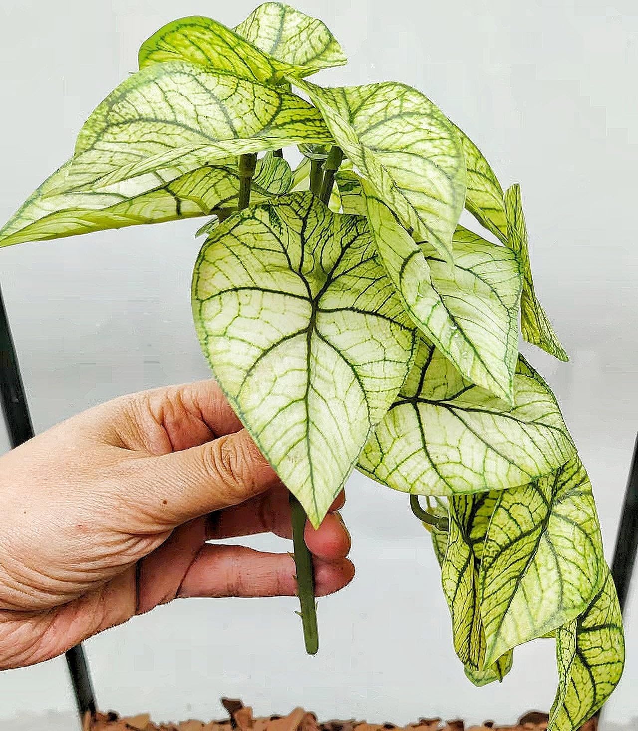 Reptile Plants for Terrarium Decor, Amphibian Habitat Decor, Reptile Tank Accessories, Artificial Hanging Plants with Suction Cup-2 Packs (Green Arrowhead)