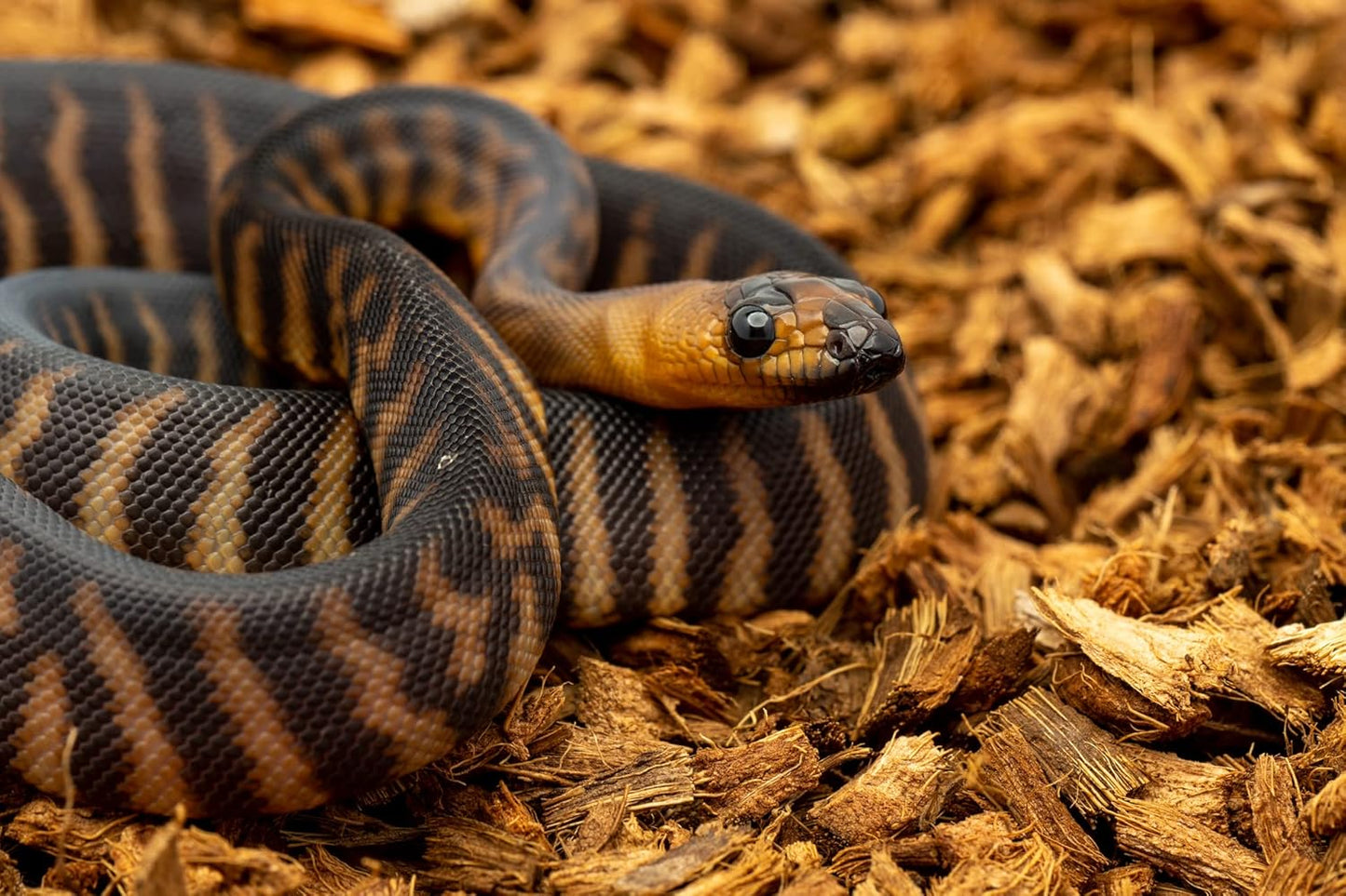 BabiChip Small Coconut Chip 12 Quart Loose Coco Reptile Substrate and Bedding for Gecko Terrariums, Tortoise Habitat, Ball Python Enclosures, and Bioactive Tanks