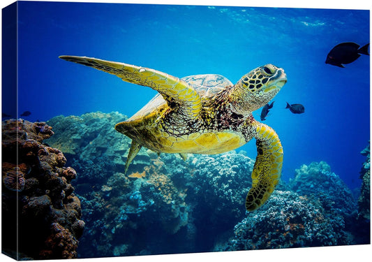 wall26 Canvas Print Wall Art Vibrant Ocean Underwater Swimming Turtle Nature Animals Photography Realism Rustic Scenic Landscape Wilderness Earth Colorful for Living Room, Bedroom, Office - 16"x24"