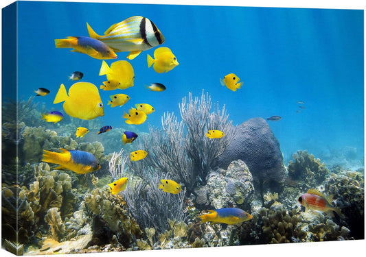 wall26 Canvas Print Wall Art Yellow School of Fish with Blue Coral Reef Nature Ocean Photography Realism Nautical Scenic Relax/Calm Multicolor Ultra for Living Room, Bedroom, Office - 32"x48"