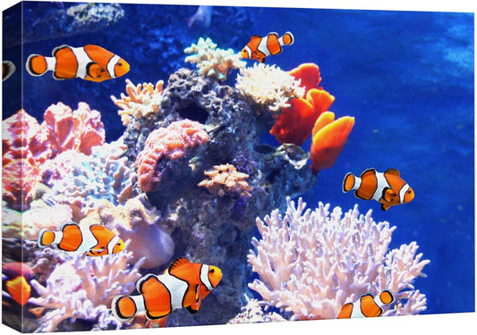 wall26 Canvas Print Wall Art Clownfish Underwater Tropical Coral Reef Nature Animals Photography Realism Rustic Scenic Landscape Wilderness Earth Colorful for Living Room, Bedroom, Office - 12"x18"