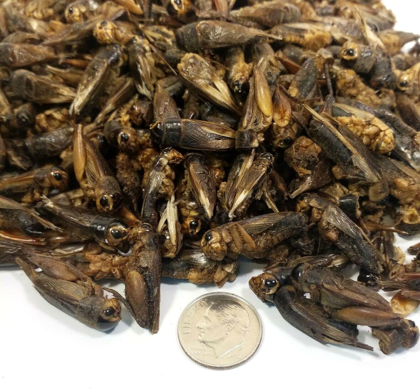 Aquatic Foods Inc. Crickets - Freeze Dried Crickets for Tropical Fish, Reptiles, Turtles, Tortoises Frogs, Hamsters, Birds, Rodents…8oz Med Jar