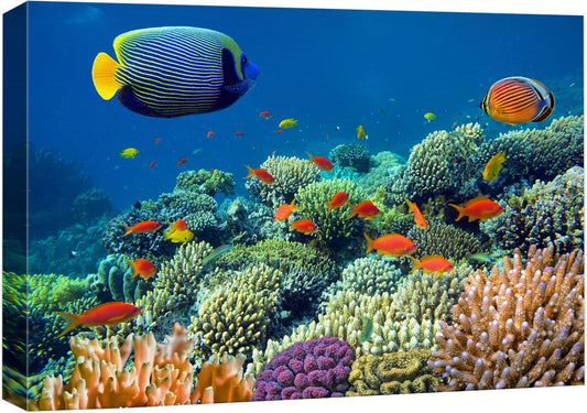 wall26 Canvas Print Wall Art Tropical Underwater Sea Coral Reef Fish Nature Animals Photography Realism Rustic Scenic Landscape Wilderness Earth Colorful for Living Room, Bedroom, Office - 24"x36"