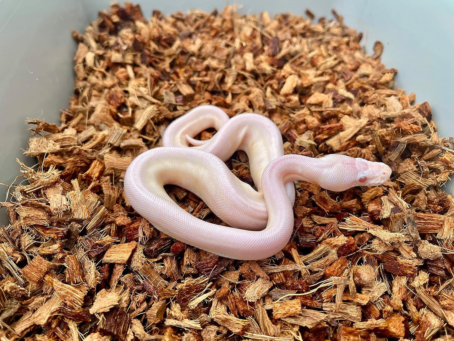 BabiChip Coconut Chip Substrate for Reptiles 4 Pack of 36 Quart Loose Small Sized Coco Husk Chip Bedding for Ball Pythons, Snakes, Tortoises, Geckos, Frogs, or Lizard Terrarium Tanks